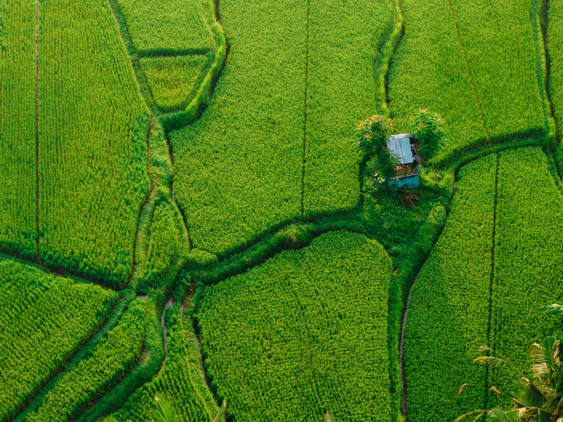 Aerial view of lush green rice fields, showing the intricate patterns formed by the irrigation lines and a small house in the center shooting by Freewell DJI Air 3S ND filter.