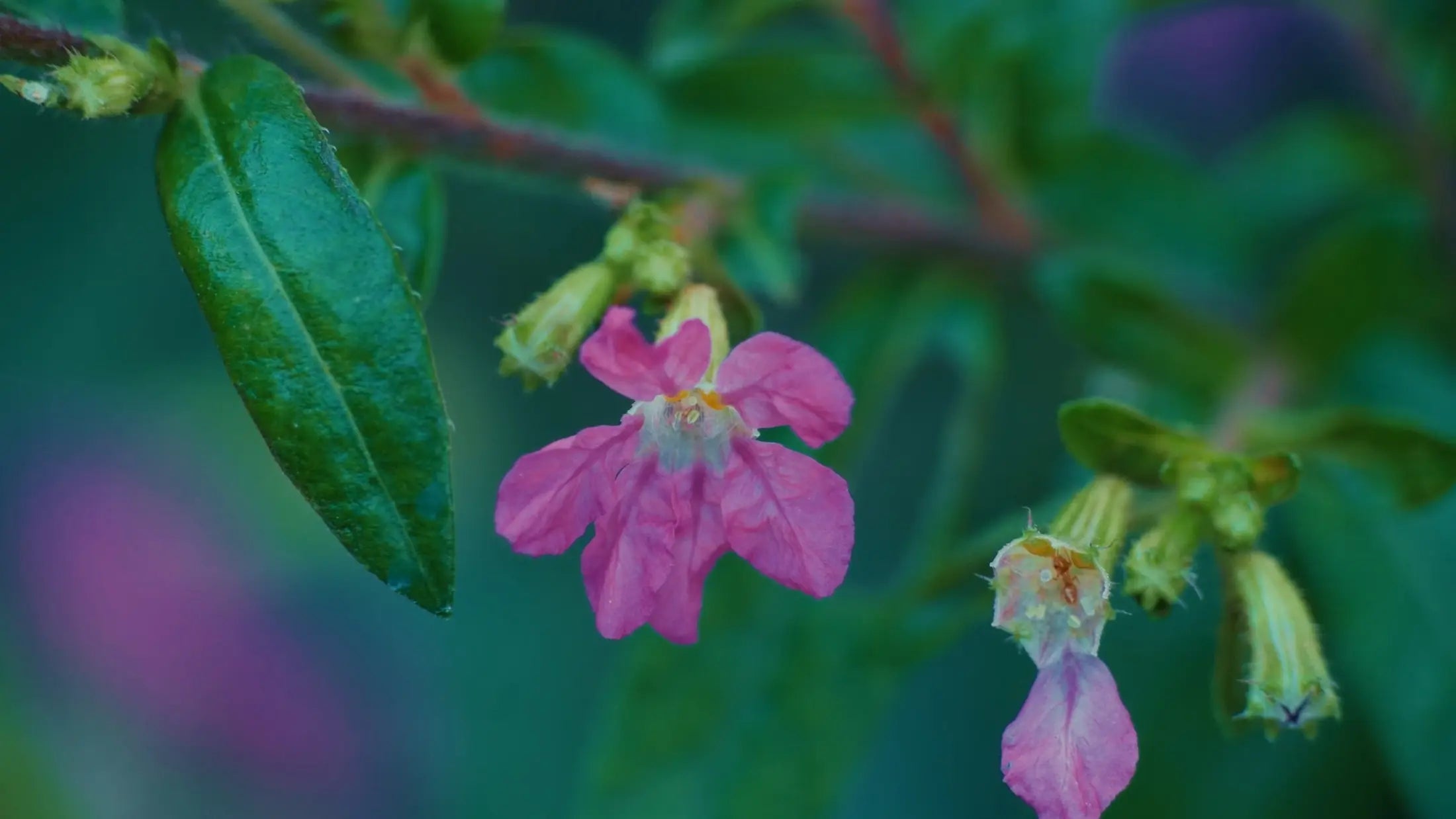 Flower detail captured with the Freewell 5x macro module
