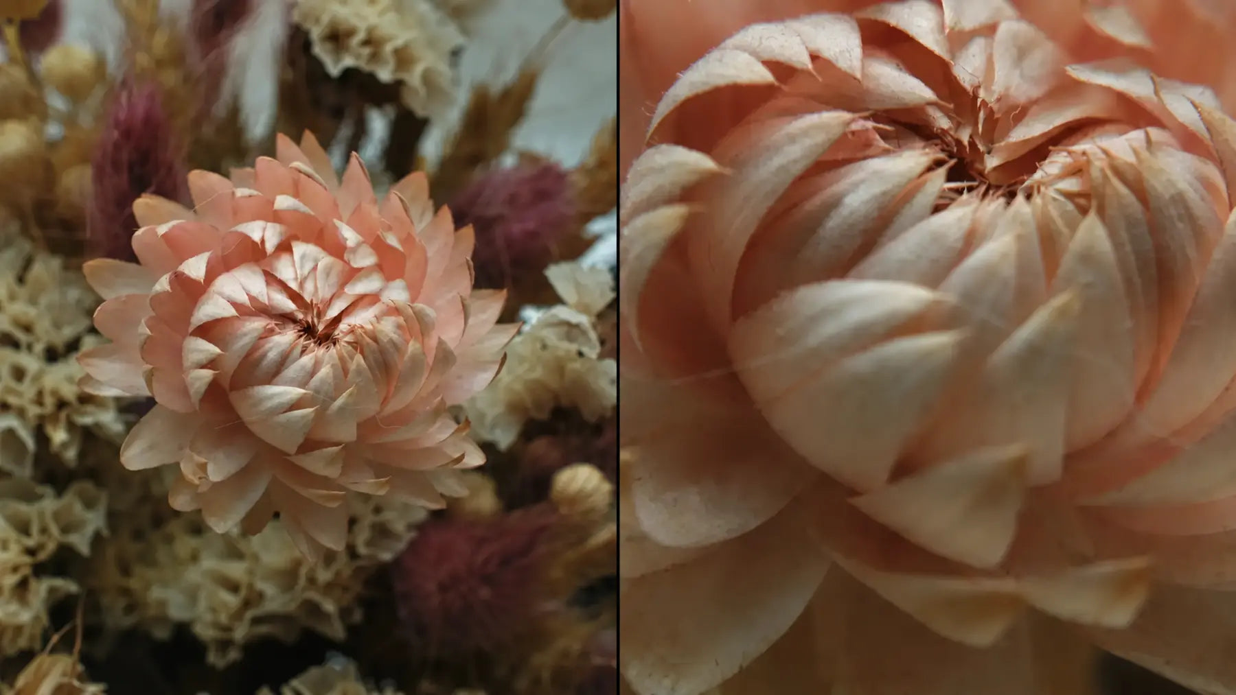 Native Fuji X100VI flower photograph beside the detailed Freewell 2x macro result
