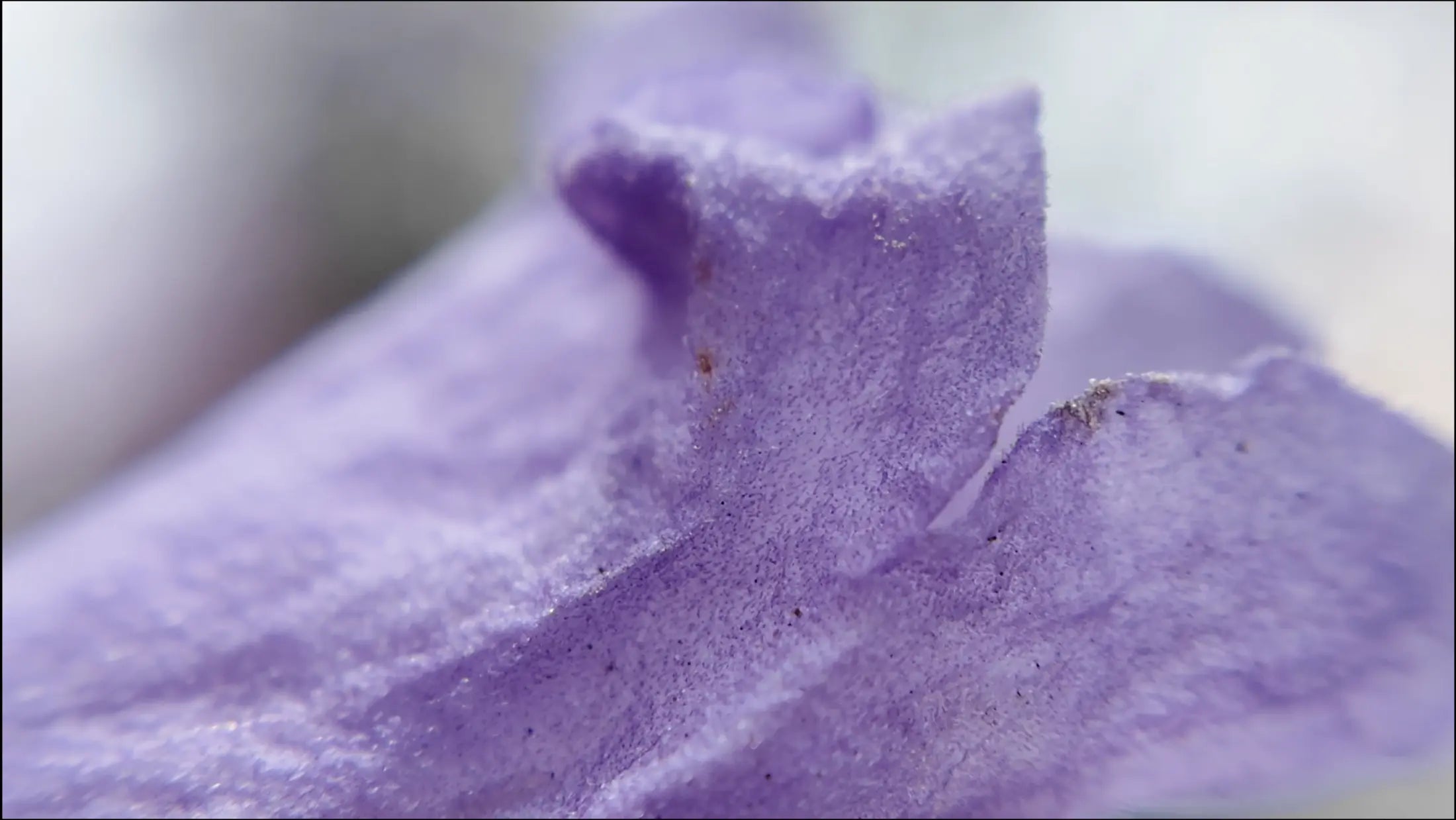 Fine natural detail captured with the Freewell 40mm Macro lens