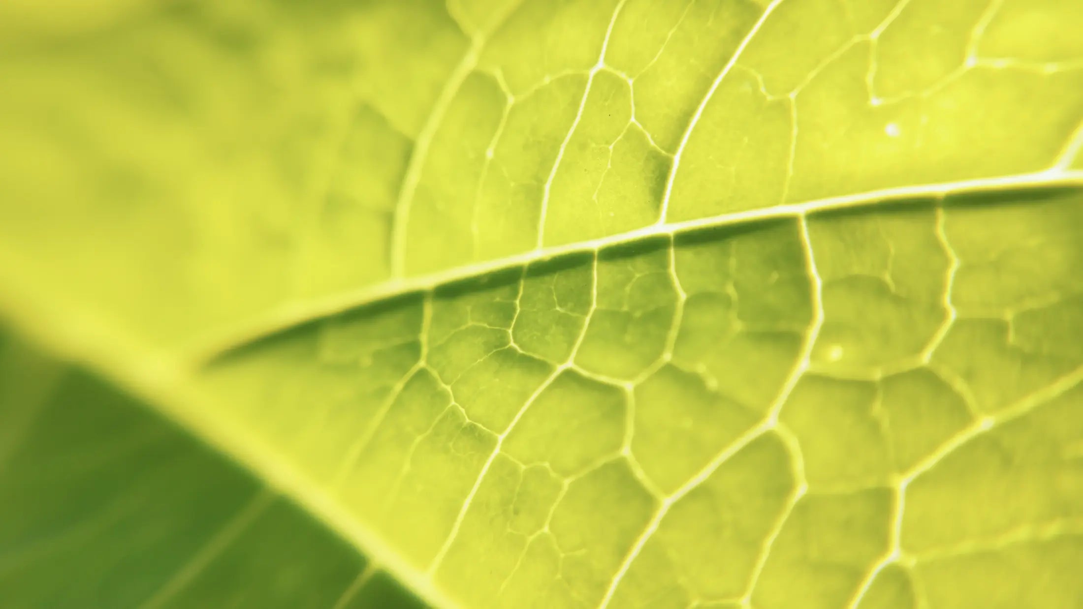 Close-up detail captured with the Freewell 40mm Macro lens
