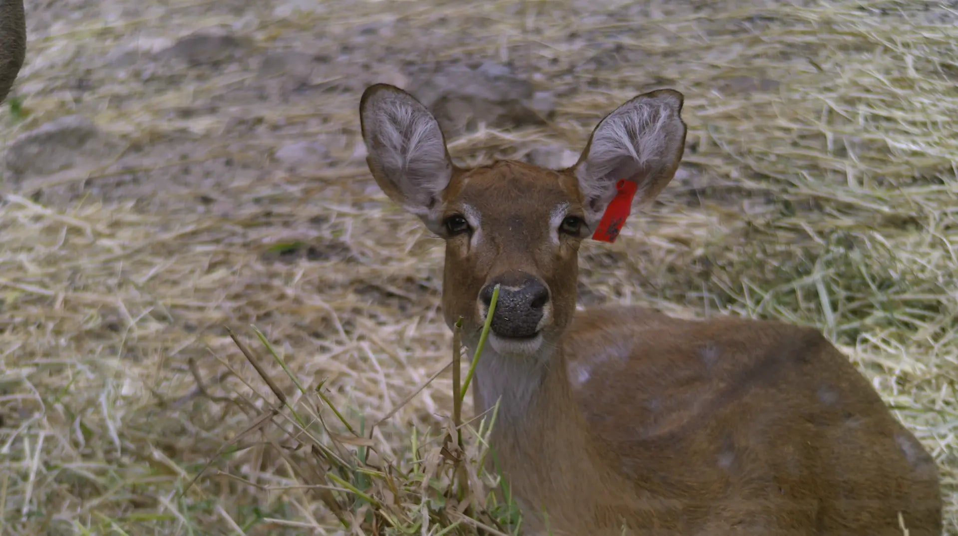 Close view of a deer photographed with the Freewell 6X Telephoto Lens
