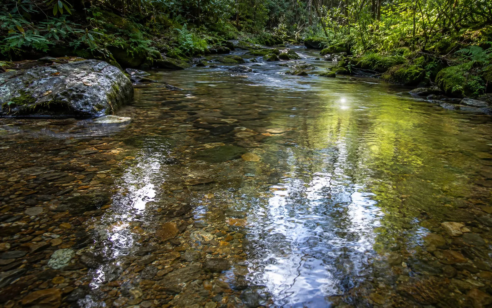 Forest stream and wet rocks used to preview how CPL rotation reduces reflections